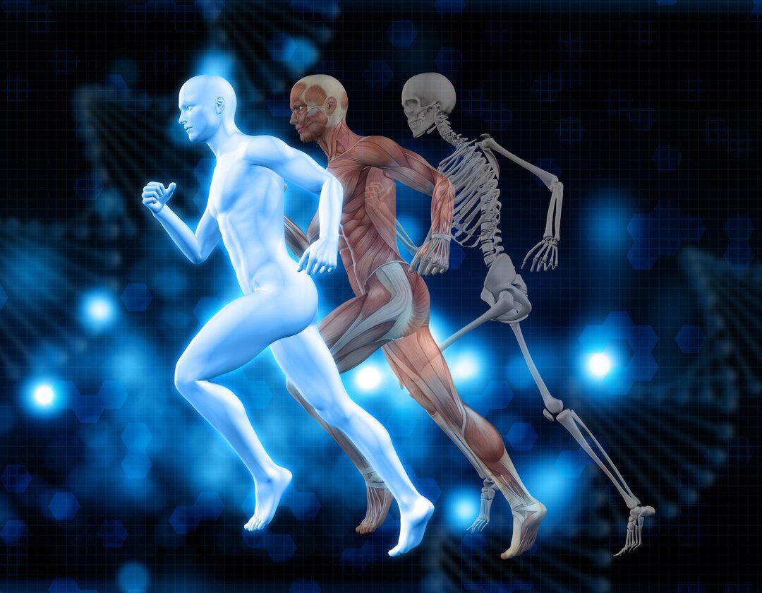 human-body_bone